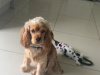 Dog for sale 1