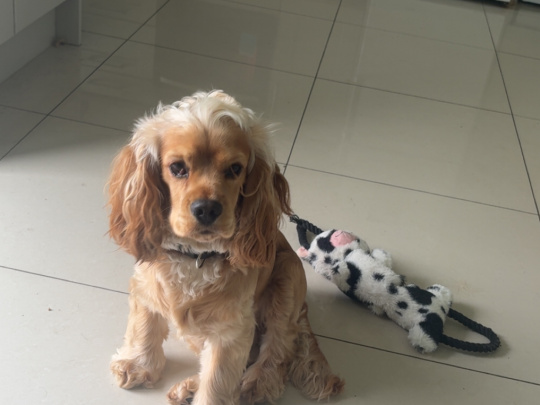 Dog for sale