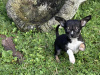 T cup chihuahua dob 22/06/25 1