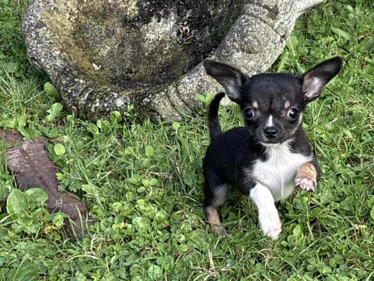 T cup chihuahua dob 22/06/25