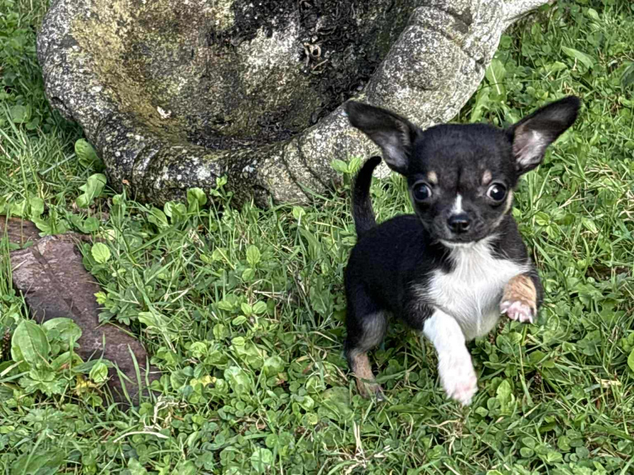 T cup chihuahua dob 22/06/25 1