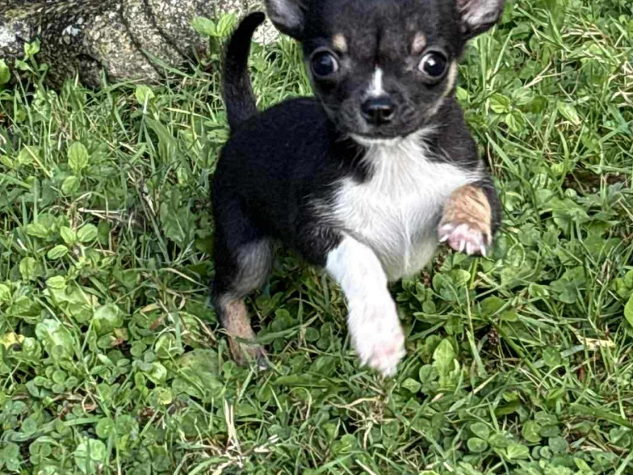 T cup chihuahua dob 22/06/25 2