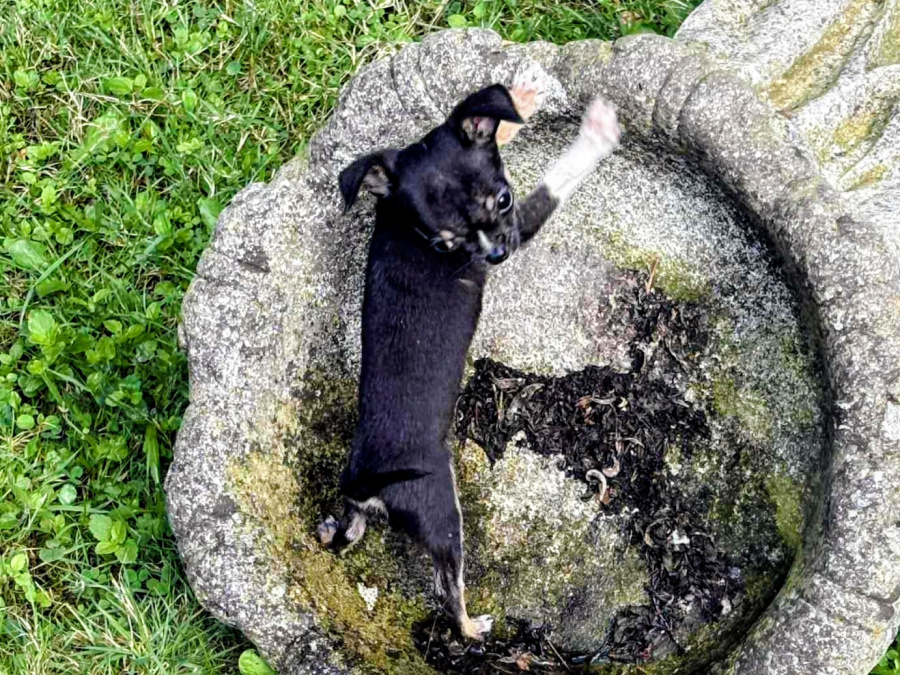 T cup chihuahua dob 22/06/25 3