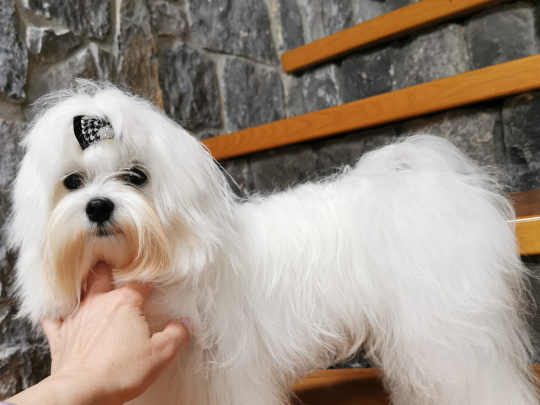 IKC Korean line Maltese