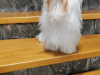 IKC Korean line Maltese 3