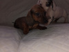 Miniature dachshund puppys 2