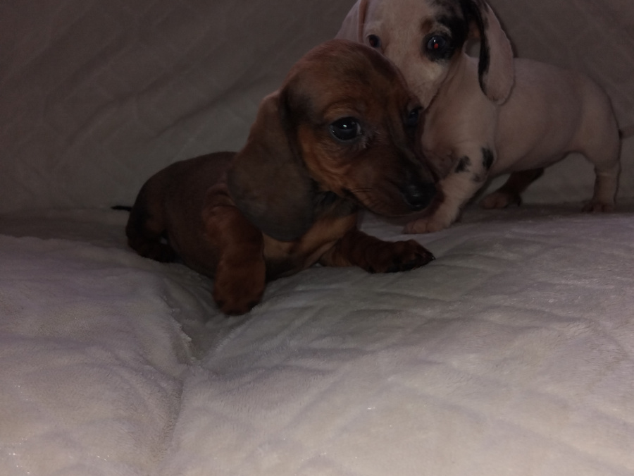 Miniature dachshund puppys 2