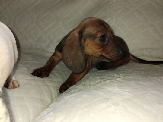 Miniature dachshund puppys