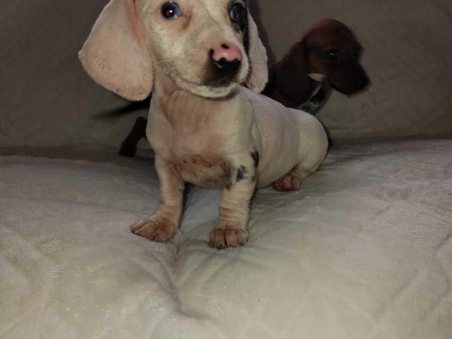 Miniature dachshund puppys 5
