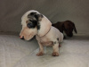 Miniature dachshund puppys 6