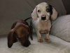 Miniature dachshund puppys 4