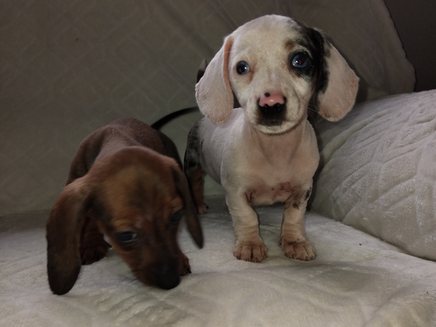 Miniature dachshund puppys 4