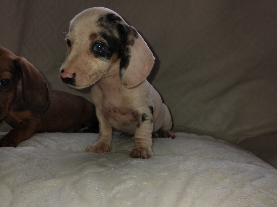 Miniature dachshund puppys 3