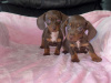 Two miniature dachshund puppies 2