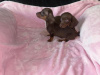 Two miniature dachshund puppies 4