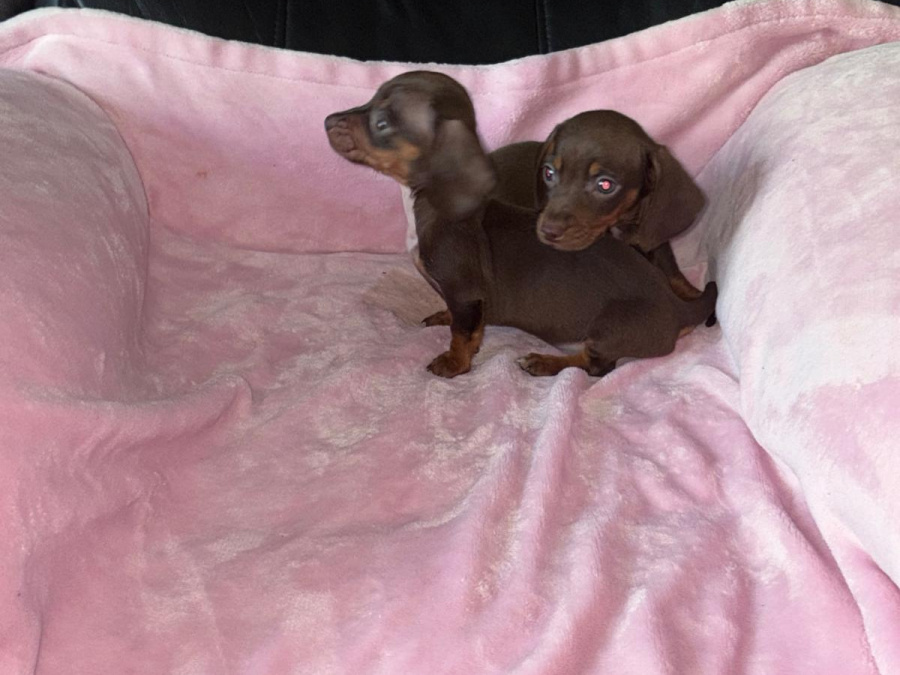 Two miniature dachshund puppies 4