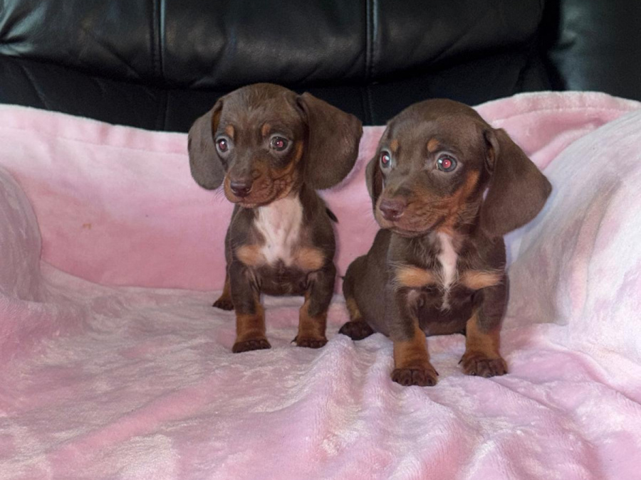 Two miniature dachshund puppies 3