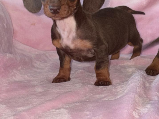 Two miniature dachshund puppies