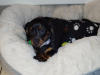 Miniature Black and Tan Male Dachshund 2