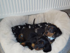 Miniature Black and Tan Male Dachshund 3