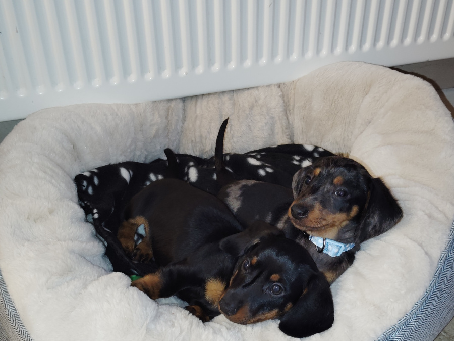 Miniature Black and Tan Male Dachshund 3