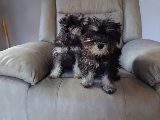 Miniature Schnauzer Pups for sale