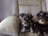 Miniature Schnauzer Pups for sale 2