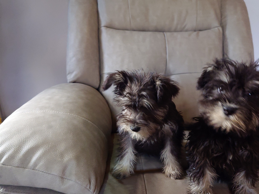 Miniature Schnauzer Pups for sale 2