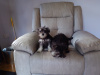 Miniature Schnauzer Pups for sale 4