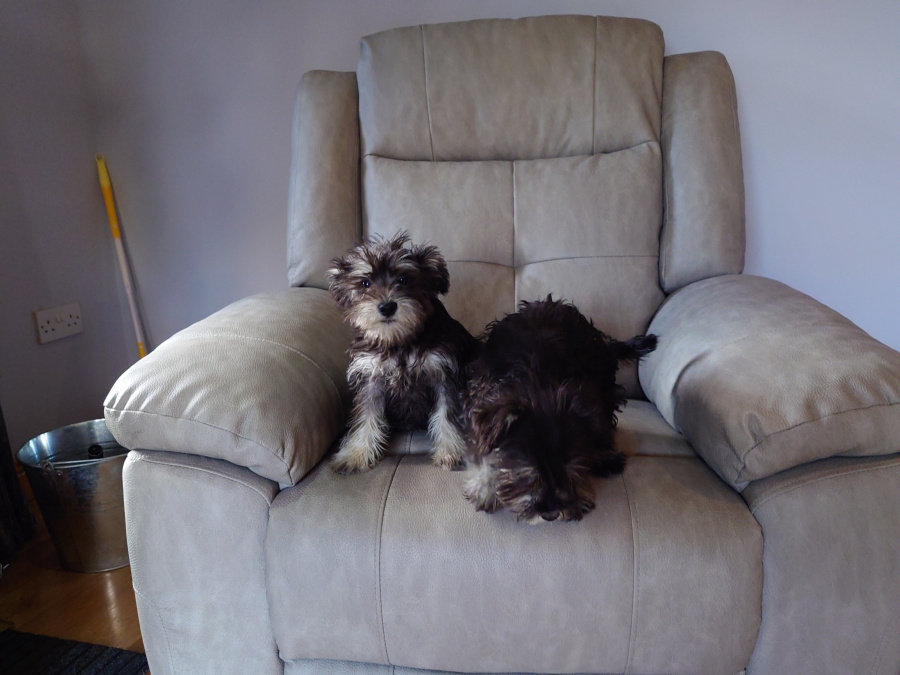 Miniature Schnauzer Pups for sale 4