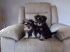 Miniature Schnauzer Pups for sale 3