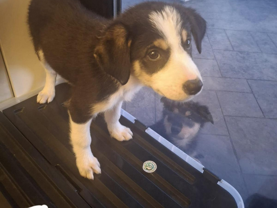Border collie cross labador 3