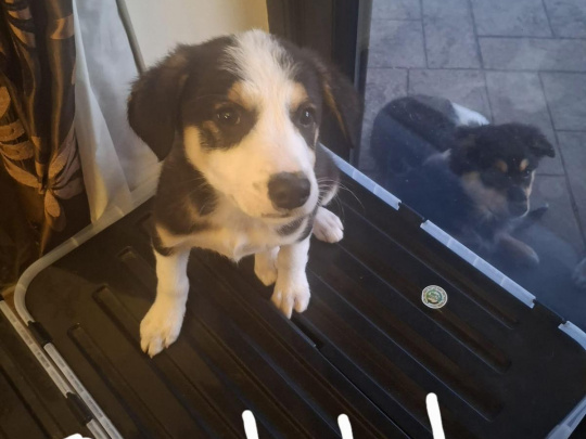 Border collie cross labador