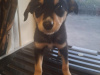 Border collie cross labador 2