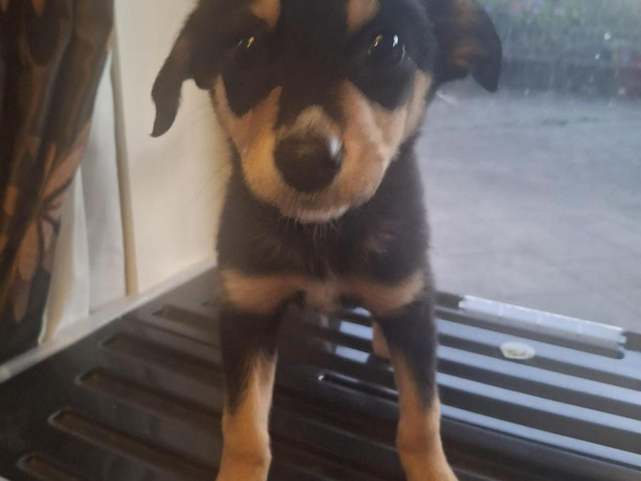 Border collie cross labador 2