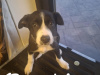 Border collie cross labador 5