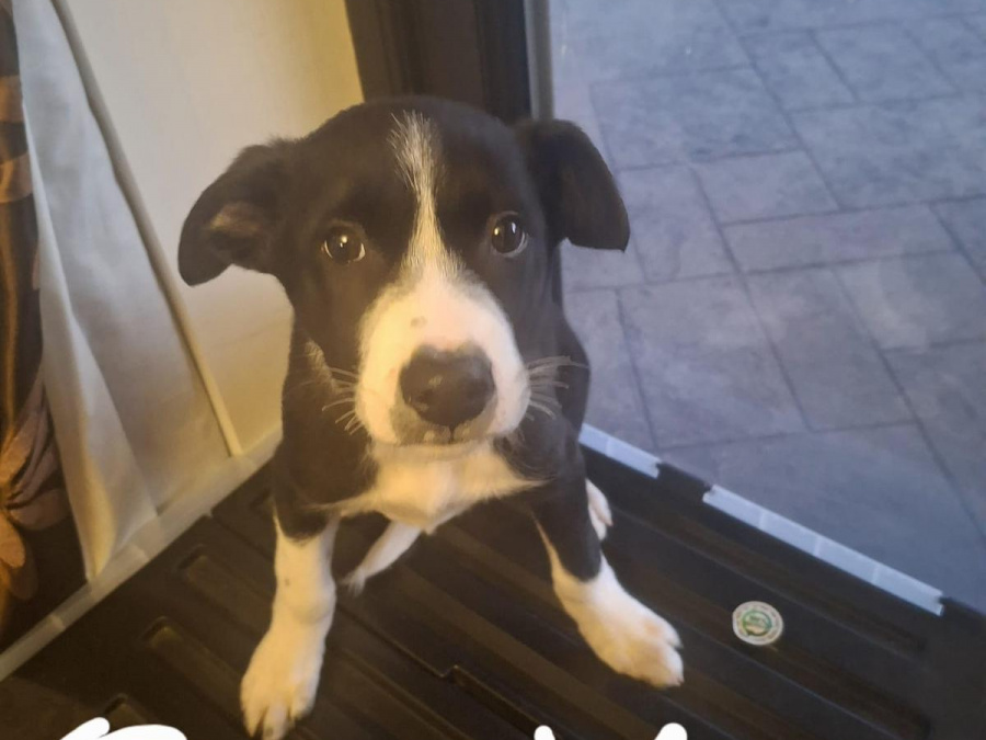 Border collie cross labador 5