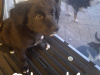 Border collie cross labador 4