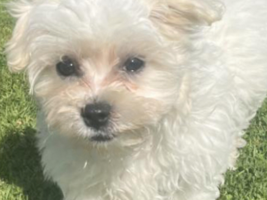 Purebred Maltese puppy (male) 15 weeks 1
