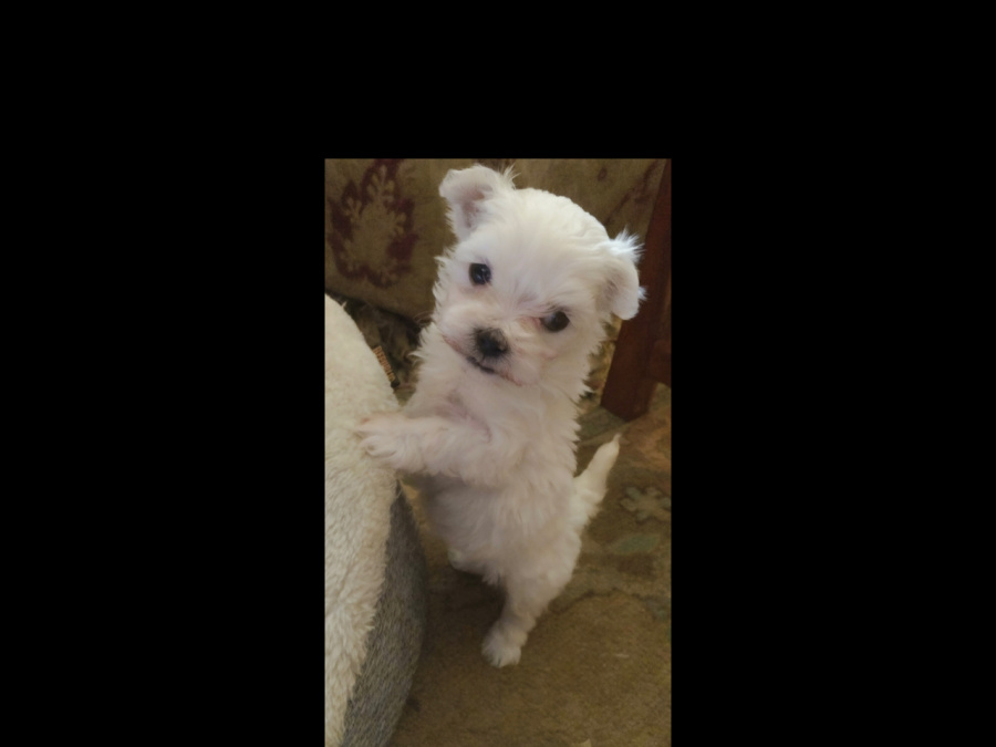 Purebred Maltese puppy (male) 15 weeks 2