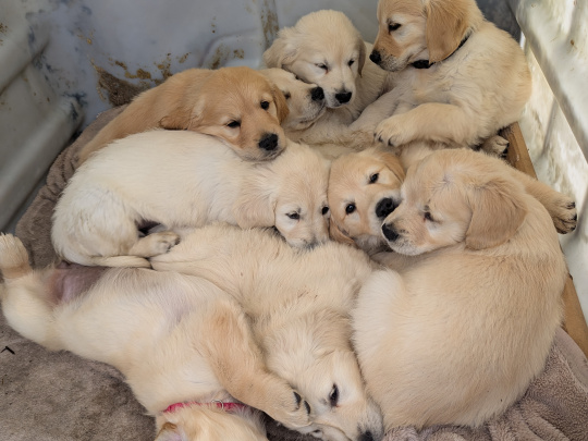 Find your New Best Friend- Golden Retriever puppies for sale