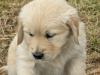 Find your New Best Friend- Golden Retriever puppies for sale 2