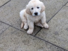 Find your New Best Friend- Golden Retriever puppies for sale 3