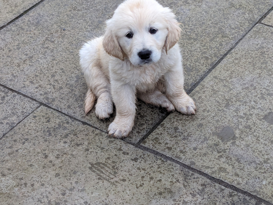Find your New Best Friend- Golden Retriever puppies for sale 3