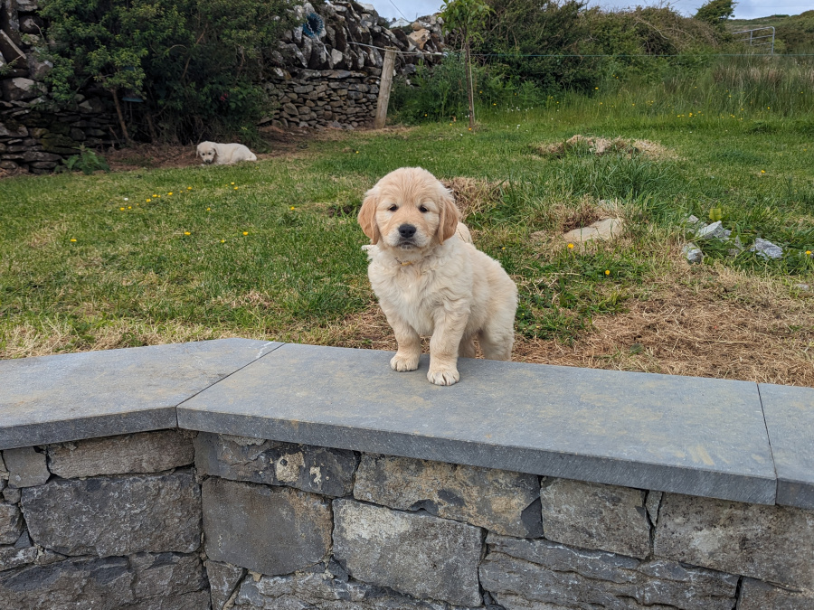 Find your New Best Friend- Golden Retriever puppies for sale 4