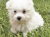 Purebred Maltese puppy (male) 15 weeks 4