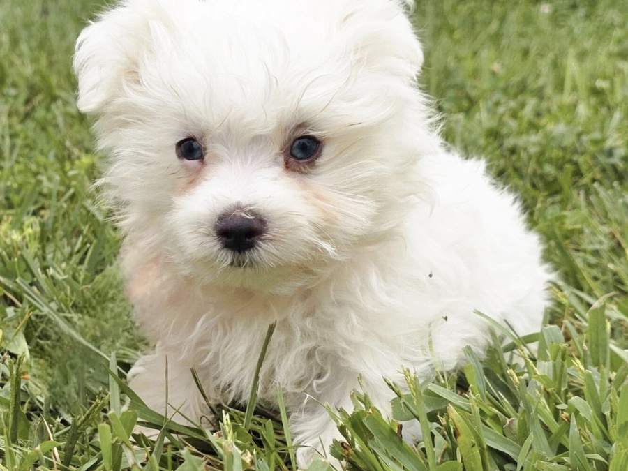Purebred Maltese puppy (male) 15 weeks 4