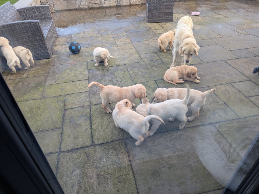 Find your New Best Friend- Golden Retriever puppies for sale 5