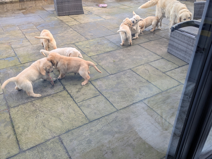 Find your New Best Friend- Golden Retriever puppies for sale 6
