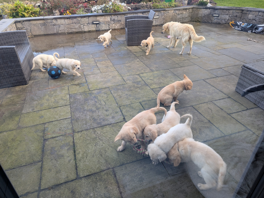 Find your New Best Friend- Golden Retriever puppies for sale 7